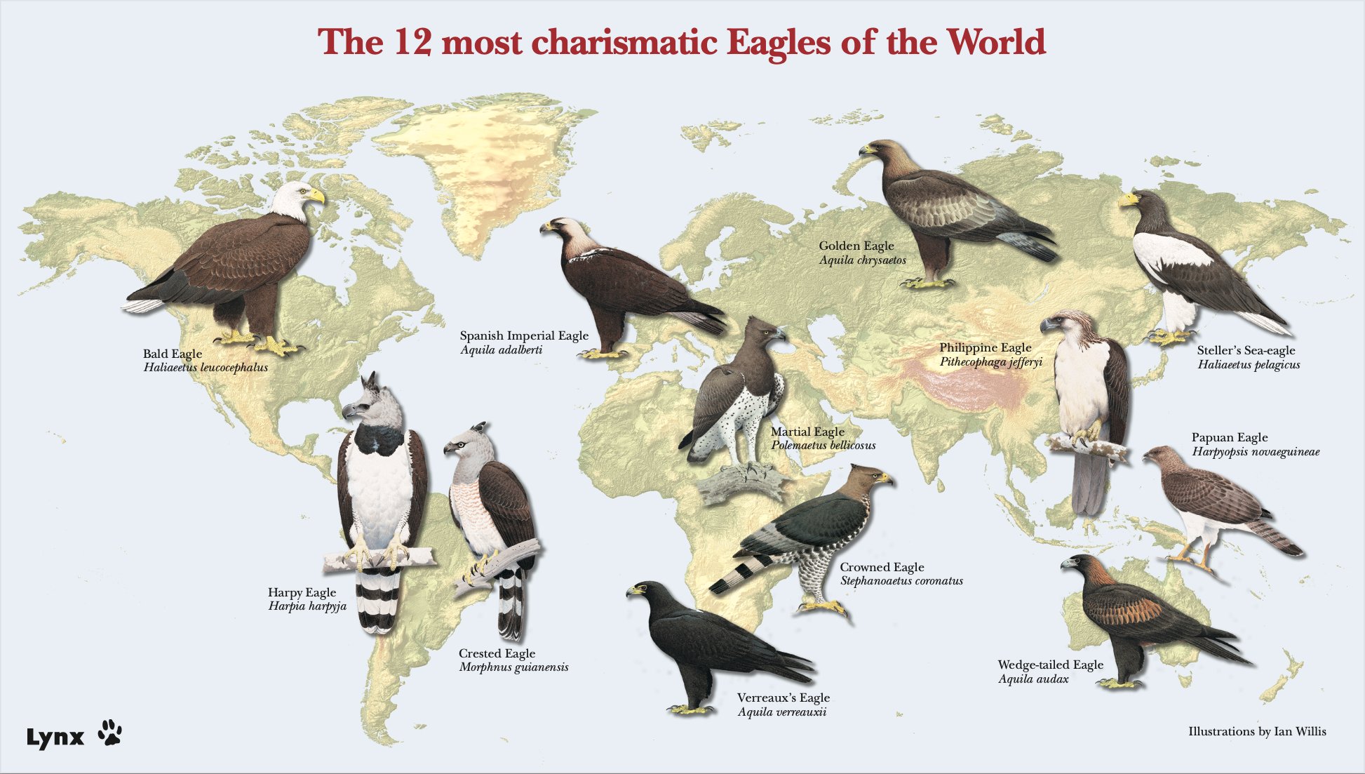 Harpy Eagle Size Chart Just How Big And Powerful Is The Harpy Eagle?