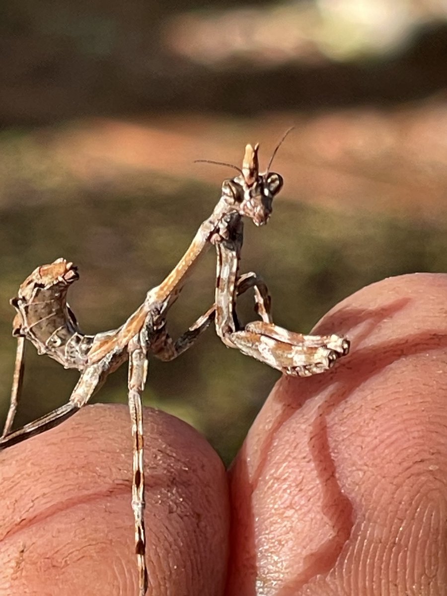 Discover the fascinating Arizona Unicorn Mantis—a rare creature with a mesmerizing horn-like structure and captivating allure. Join the conversation as we unravel nature's wonders. #UnicornMantis #NatureMarvels

tinyurl.com/3auvsx6n