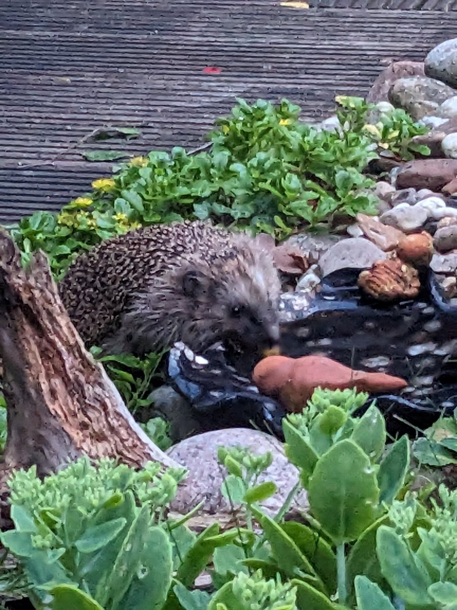 etherlink3's tweet image. Diesem Igel ist es auch zu warm, der hat die halbe Schale leer gesoffen.