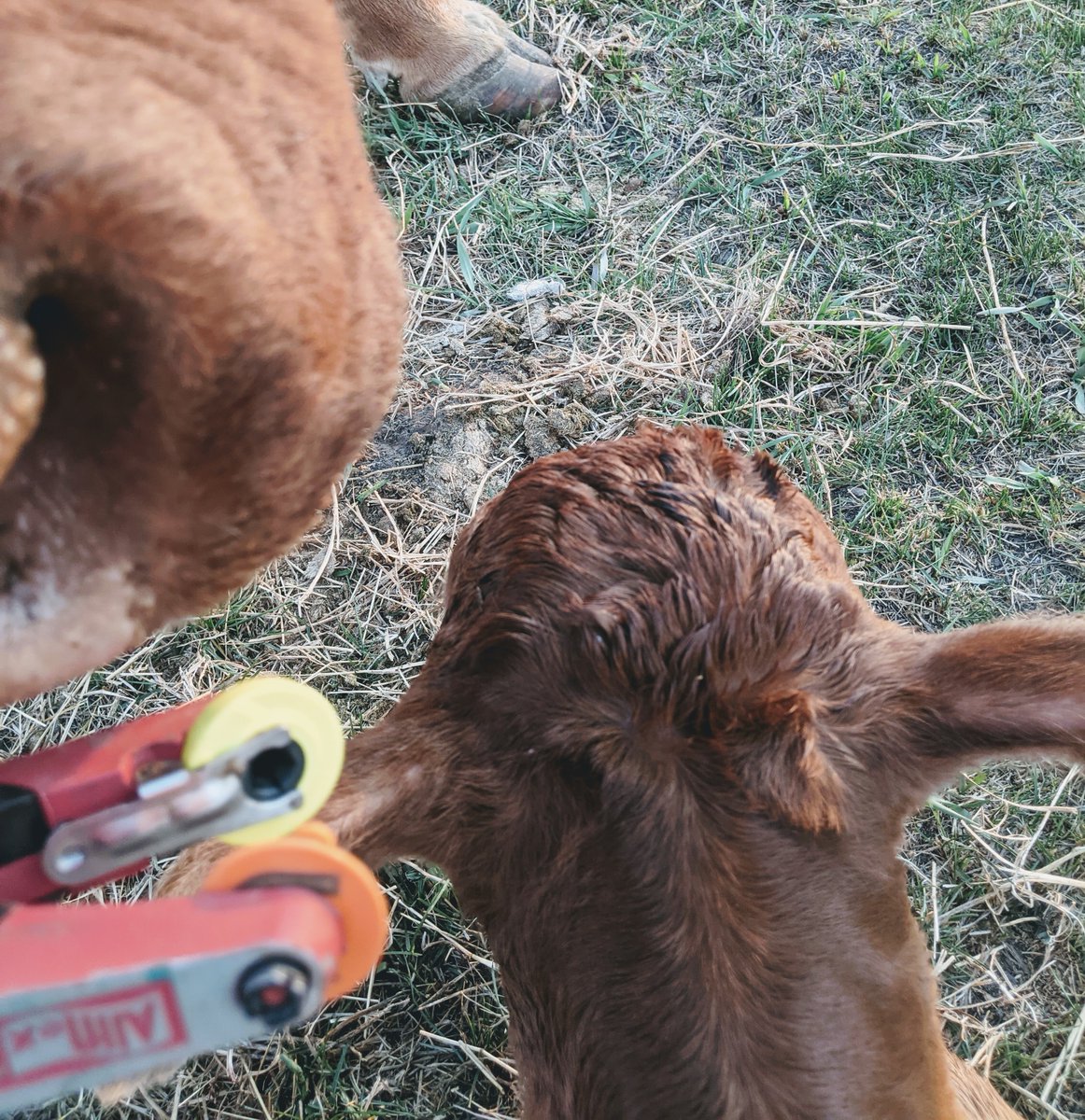 🔶🔶Commercial producers! You can tag your Gelbvieh influenced calves with the orange back tags. Order them online through CCIA or call for assistance 1-877-909-2333!🔶🔶
tags.canadaid.ca
📷<a href="/overbystockfarm/">Neil Overby</a>, Ste. Rose Du Lac MB