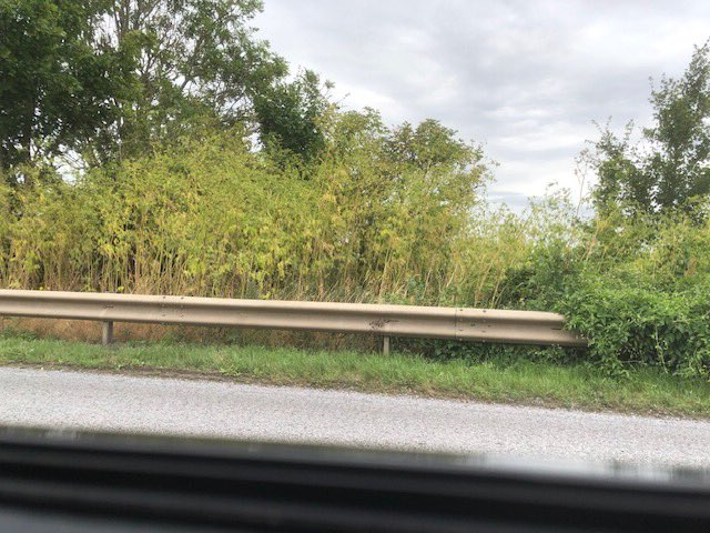 littlestjames's tweet image. Our deadly wild flowers: no 1, hemlock. It killed Socrates. Do our schools teach nothing?