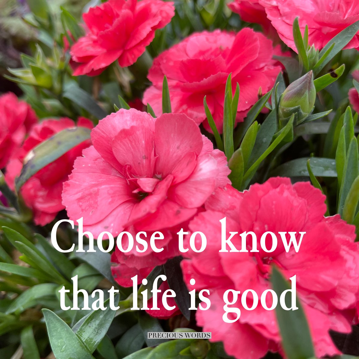 PreciousWordsie's tweet photo. Choose to know that life is good, even after the rain and thunderstorms there is calm.
#chooselife #lifeisgood #calmafterthestorm #preciouswords #preciouswordsoflife https://t.co/fvS05otDhP