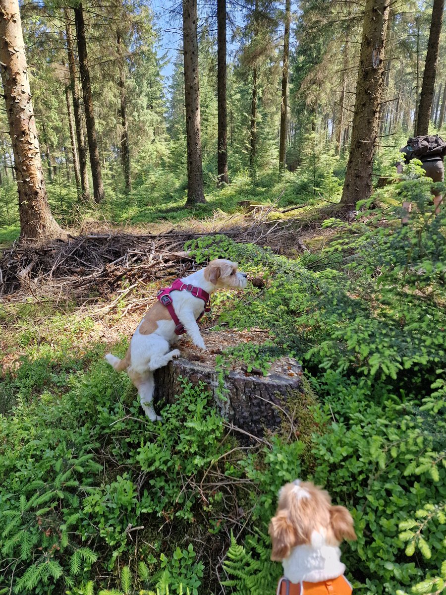 MillieandGriff tweet media