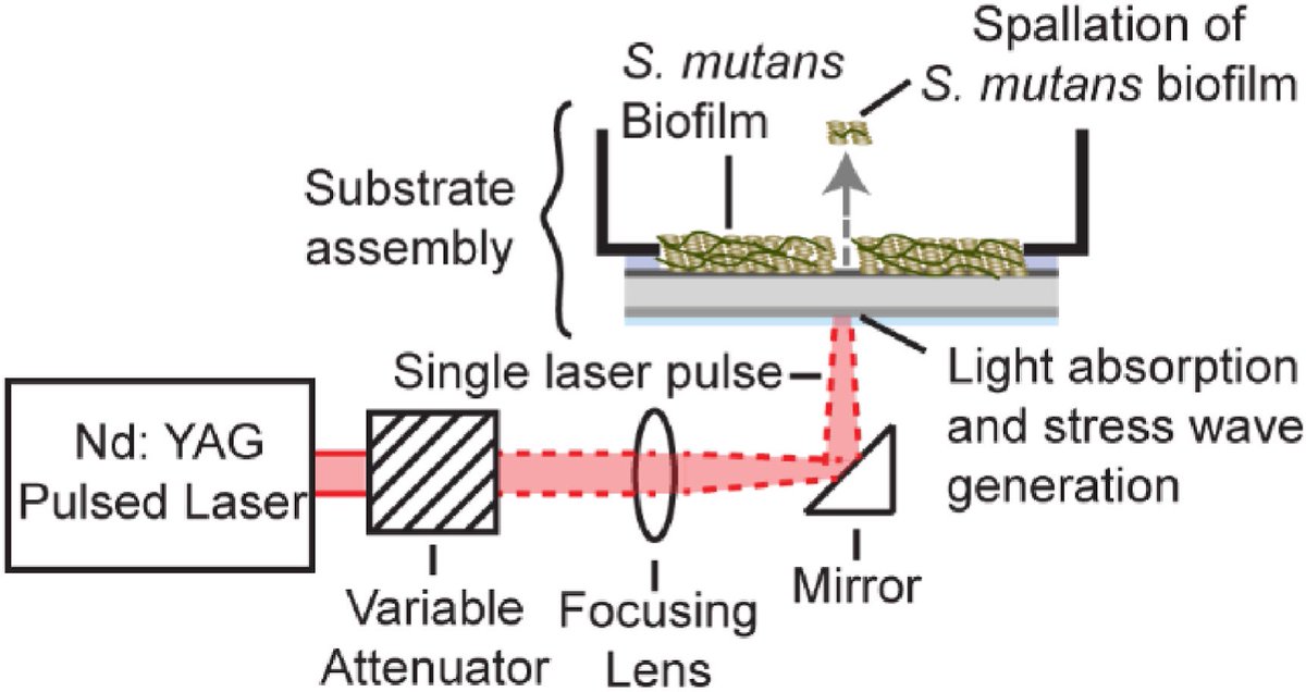 BiofilmJournal's tweet image. New @BiofilmJournal publication from the @ProfGrady team on Sucrose-mediated formation and adhesion strength of Streptococcus mutans biofilms on titanium

sciencedirect.com/science/articl…