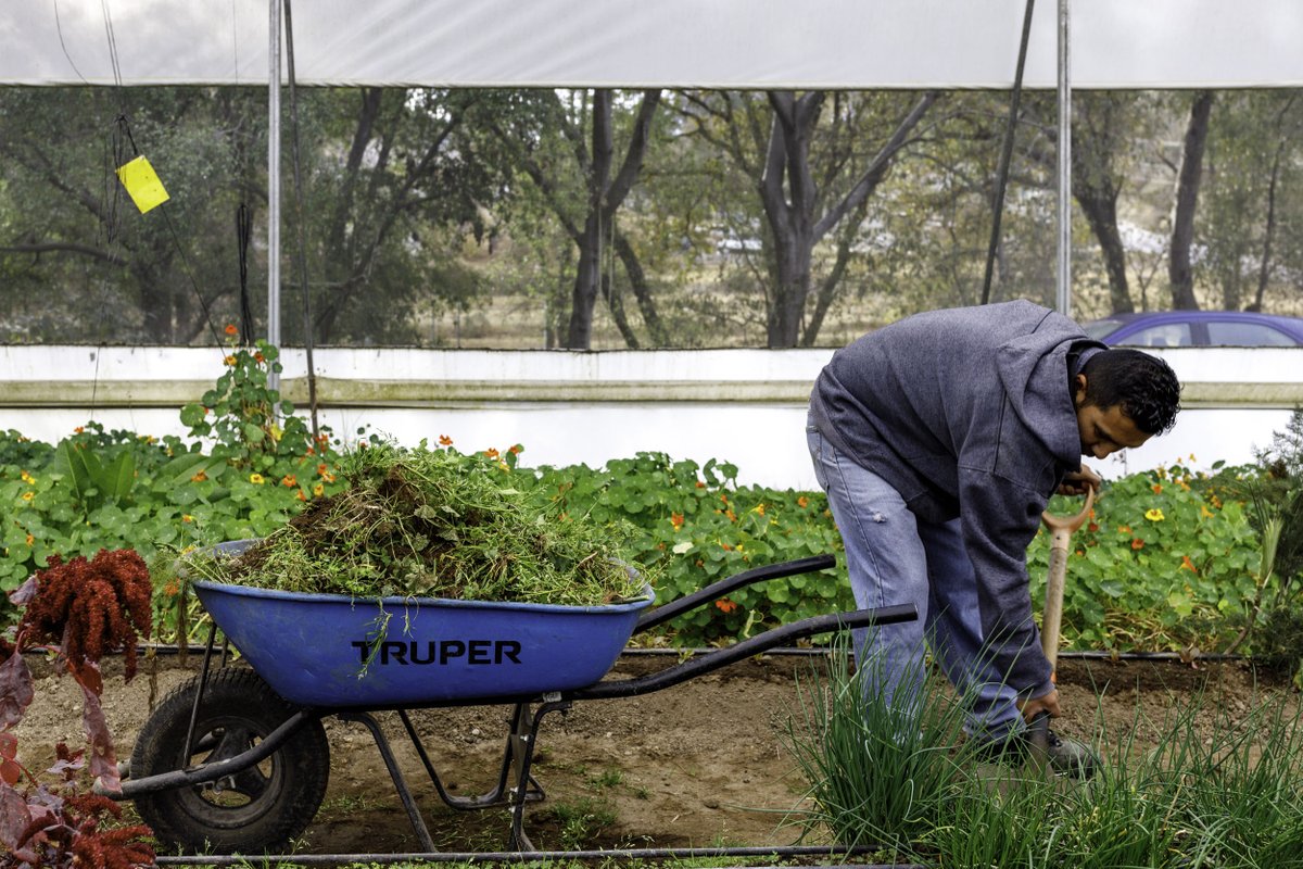 limosnerosmx's tweet photo. Nuestro huerto propio, Ome, es esencial para garantizar la frescura y calidad de los ingredientes en Limosneros. Ubicado en San Francisco Magú, un pintoresco pueblo otomí en el Estado de México. https://t.co/QbYqyIuqXR