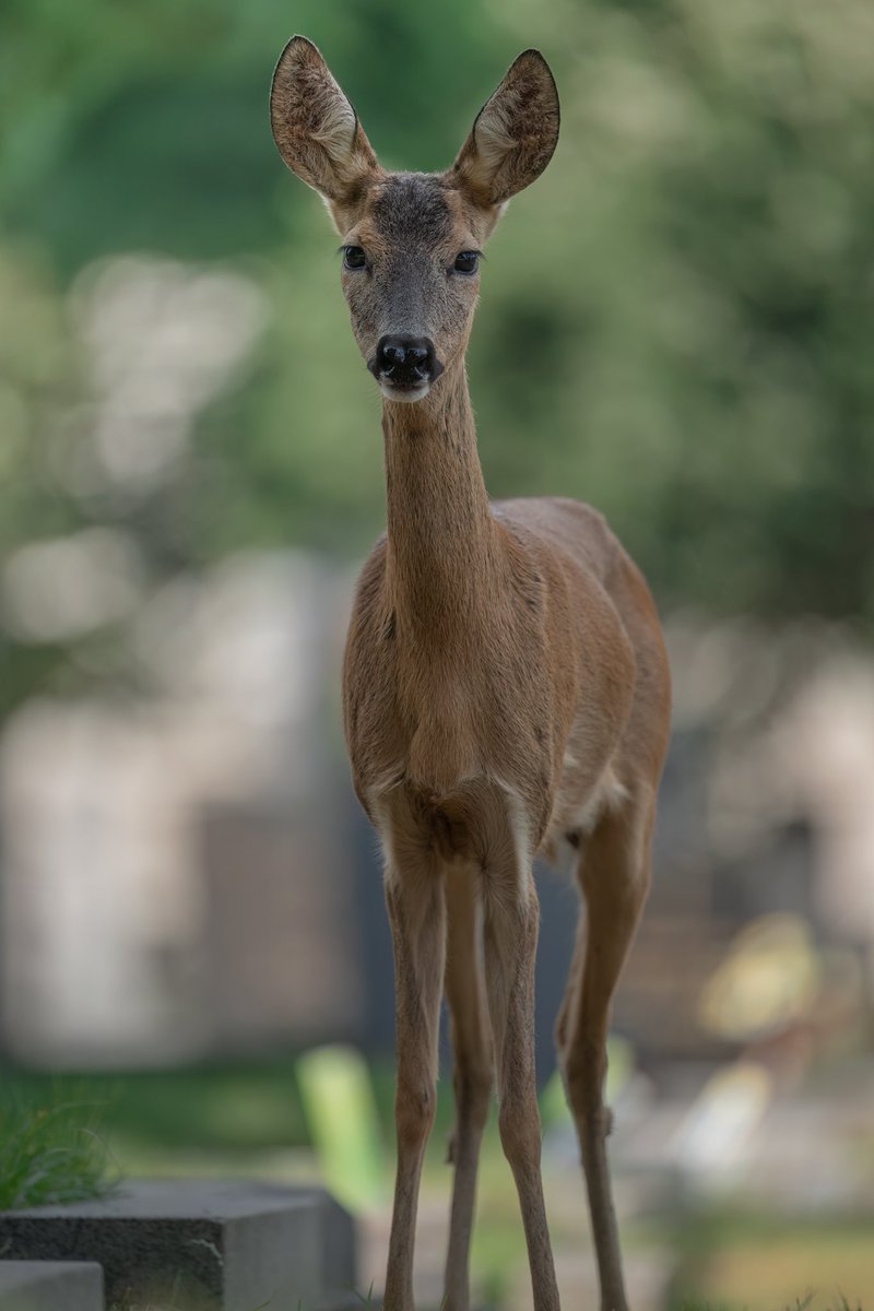 Magical encounter with a deer in one of Vienna’s cemeteries 🦌📸