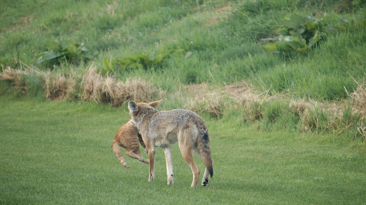 On route to #ABS2023! If you’re curious about coyotes, urbanization, and diet specialization, I’ll be giving a talk on my diet metabarcoding work on San Francisco coyotes on Thursday at 4:30 in the Predation and Foraging session 🧬 #urbanwildlife