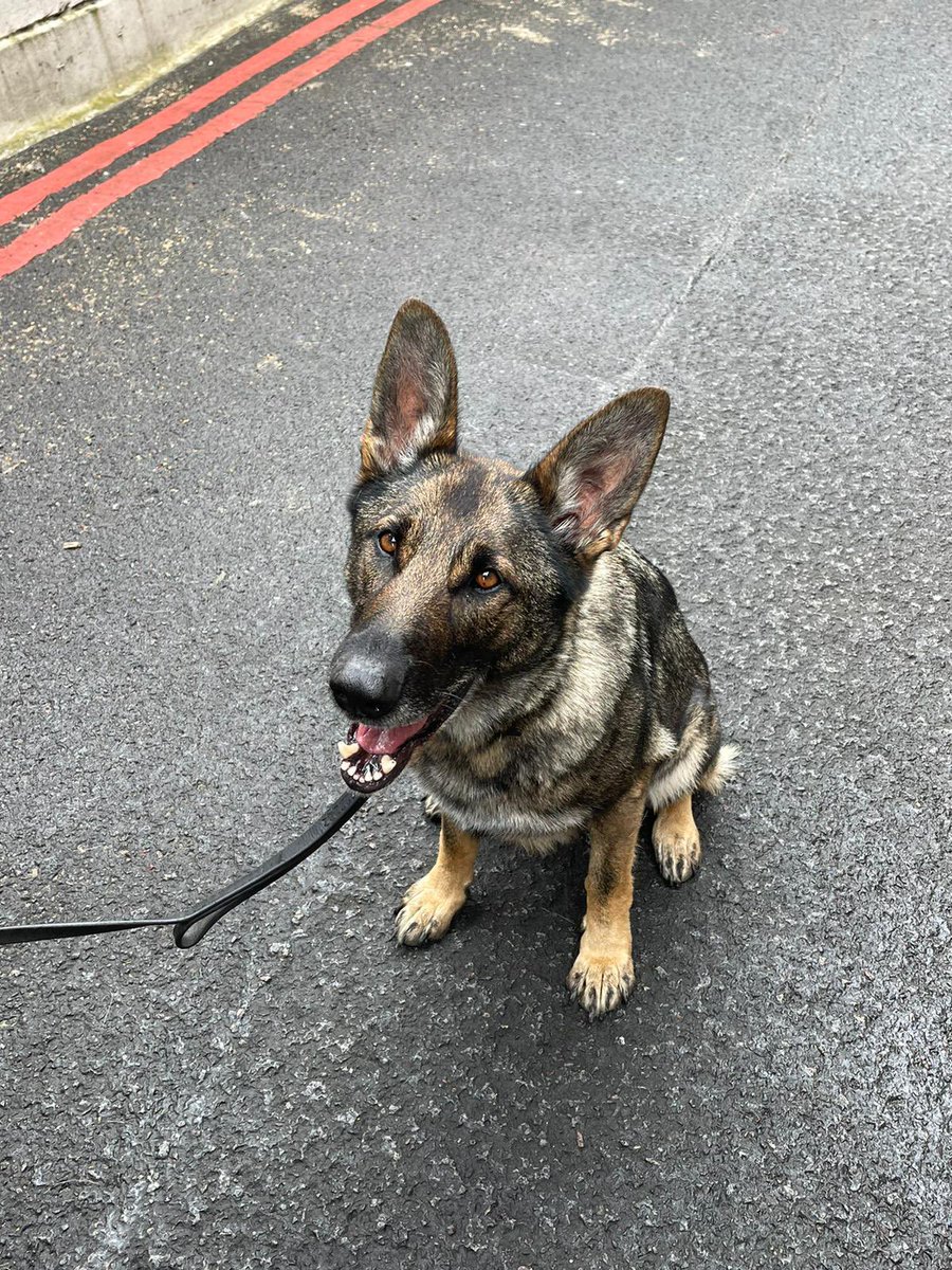 We thought we’d treat you to this cuteness overload on this woof rainy evening 🥺🐾

PD Dixie and handler have been getting their paws into all sorts, responding to emergencies 🚔

Stay safe and if you need us #Text61016 📲

#GuardiansOfTheRailway #PDdixie