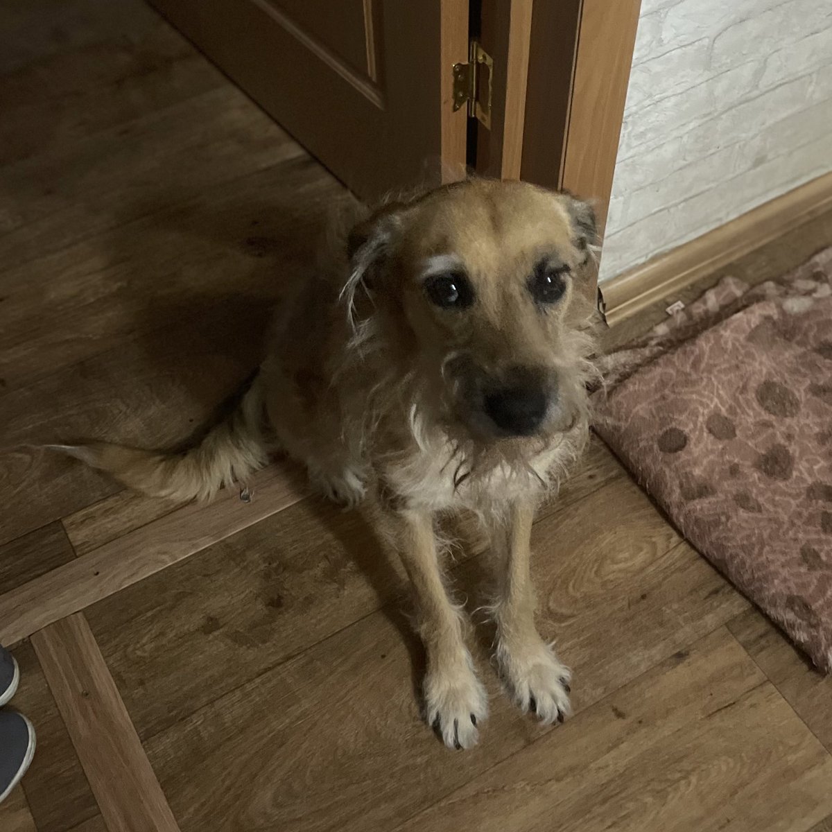 Я хочу что бы вы все посмотрели на мою собаку❤️