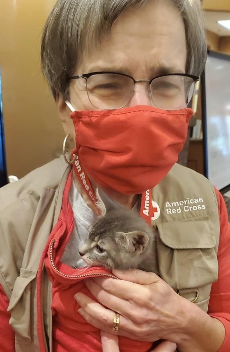 Wait? Did we miss #NationalKittenDay yesterday? A perfect opportunity to share this gem of a picture from 2020, when this precious kitten visited us at our Cameron Peak Fire shelter! https://t.co/buOWFfZfmB