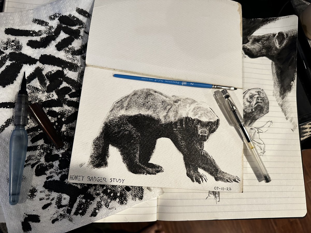 Honey Badger studies for an idea I wanna try #sketches #animals #Badger
