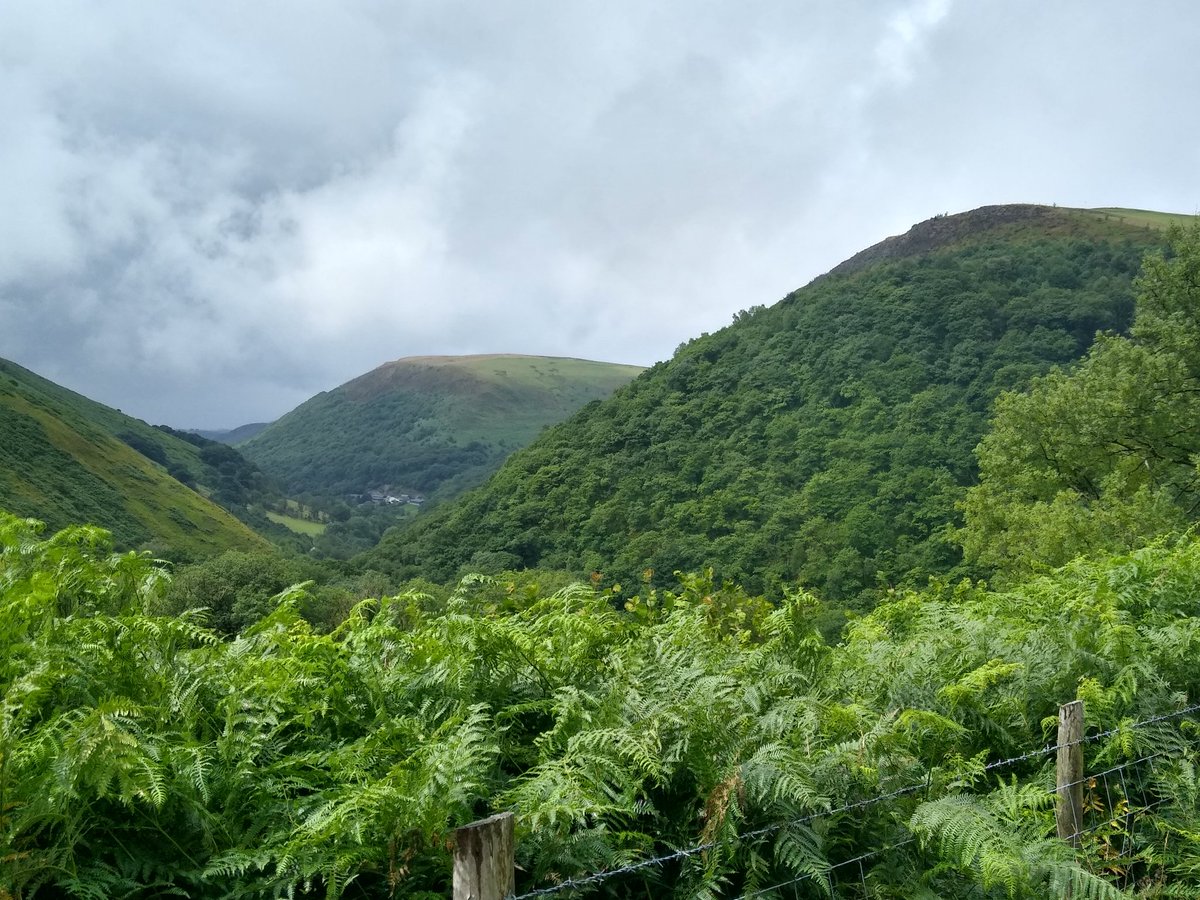 TimBirchWild's tweet image. Stunning Celtic Oak #rainforest in the Afon Cothi valley Carmarthenshire in #WALES today. This is what we need more of in  #Uplands to address #nature crisis. We need strategy and policies from Welsh Government to   restore these biodiverse rich rainforests. It's time for action!