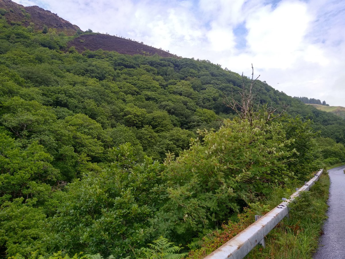 TimBirchWild's tweet image. Stunning Celtic Oak #rainforest in the Afon Cothi valley Carmarthenshire in #WALES today. This is what we need more of in  #Uplands to address #nature crisis. We need strategy and policies from Welsh Government to   restore these biodiverse rich rainforests. It's time for action!