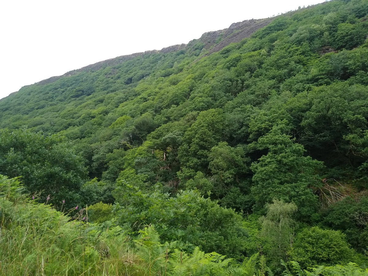 TimBirchWild's tweet image. Stunning Celtic Oak #rainforest in the Afon Cothi valley Carmarthenshire in #WALES today. This is what we need more of in  #Uplands to address #nature crisis. We need strategy and policies from Welsh Government to   restore these biodiverse rich rainforests. It's time for action!