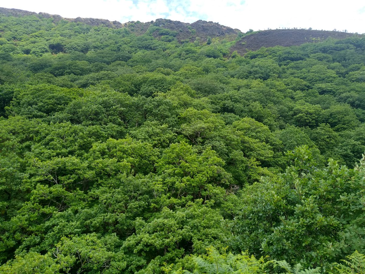 TimBirchWild's tweet image. Stunning Celtic Oak #rainforest in the Afon Cothi valley Carmarthenshire in #WALES today. This is what we need more of in  #Uplands to address #nature crisis. We need strategy and policies from Welsh Government to   restore these biodiverse rich rainforests. It's time for action!