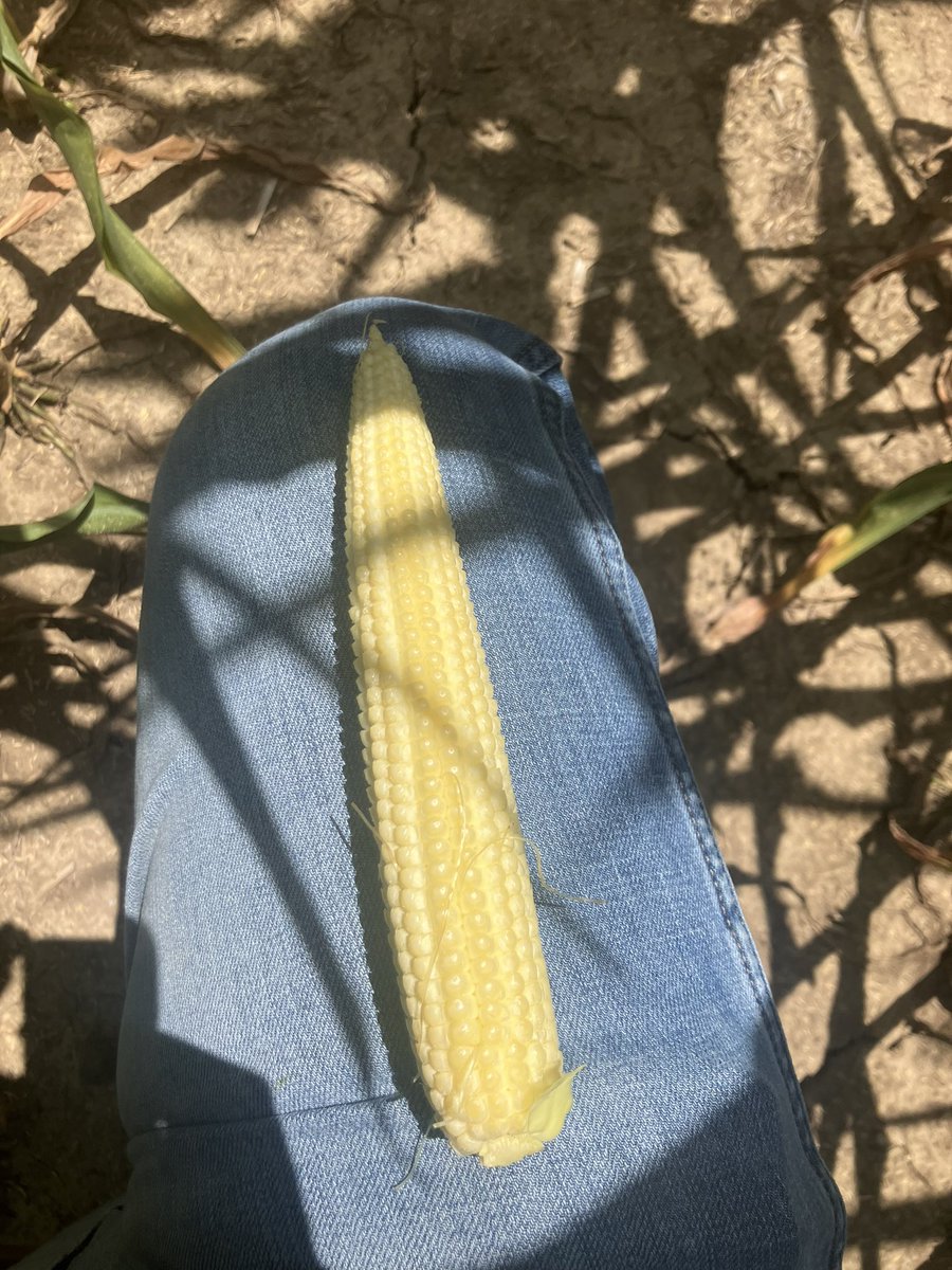 HRouse13's tweet photo. A643-52VT2 fighting through drought stress in Montgomery County, MO! 
Reliable, Superb Performing Genetics Backed By Excellent Fertility! #AgriGold https://t.co/wItoghCCWT