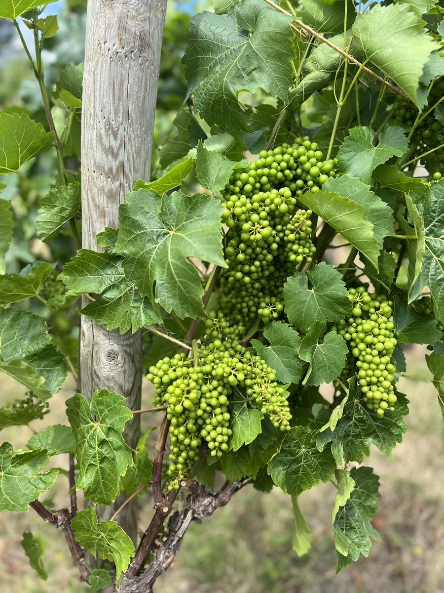 Exploring the majestic crystal grotto and gothic temple  <a href="/Painshill/">Painshill</a>