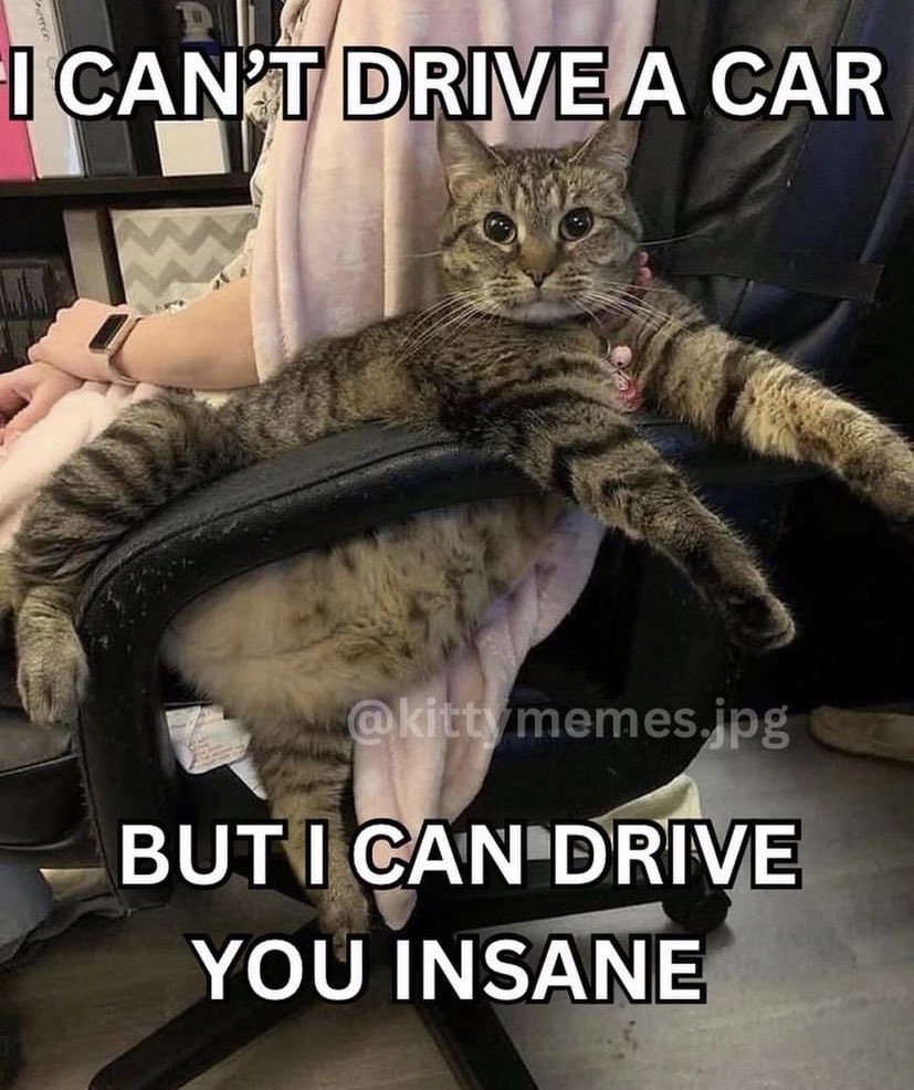 chaotic cats (@chaoticcatpics) on Twitter photo 