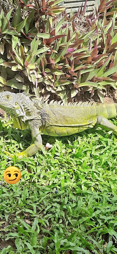 soliscamposali's tweet photo. La iguana buscando comida de los huéspedes #playa #México https://t.co/Ltuo2cc2YQ