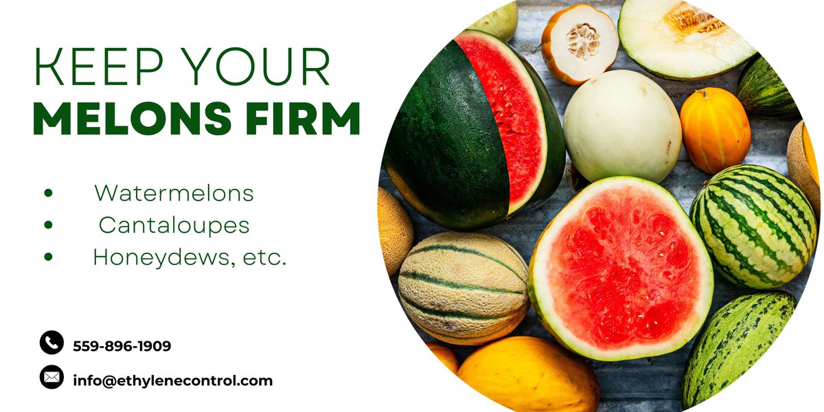 EthyleneControl's tweet image. Avoid loss of firmness and extend the shelf life of your melons by using our Ethylene Control products. Let's talk about it, contacts us today, 559-896-1909 or info@ethylenecontrol.com 
#freshproduce #omrilisted #organic #fruits #stonefruit #honeydew #watermelons #cantaloupe