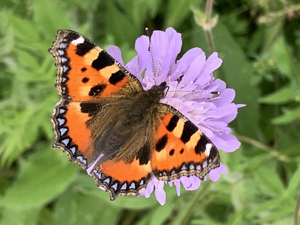Small Tortoiseshells were so common when I was a boy that it was easy to forget how stunning they are. Last weekend I saw just this one in a meadow brimming with other butterflies. Time to stop taking biodiversity for granted and start #SavingNatureTogether @savebutterflies