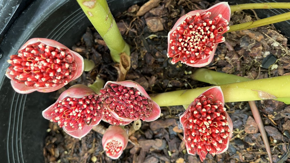 #GingerPlantOfTheWeek is #Etlingera minor that I collected in 2004 on Siberut Island in the Indian Ocean west of Sumatra, Indonesia. This plant is flowering today in a glasshouse @rbgedinburgh #Edinburgh: data.rbge.org.uk/living/20040692