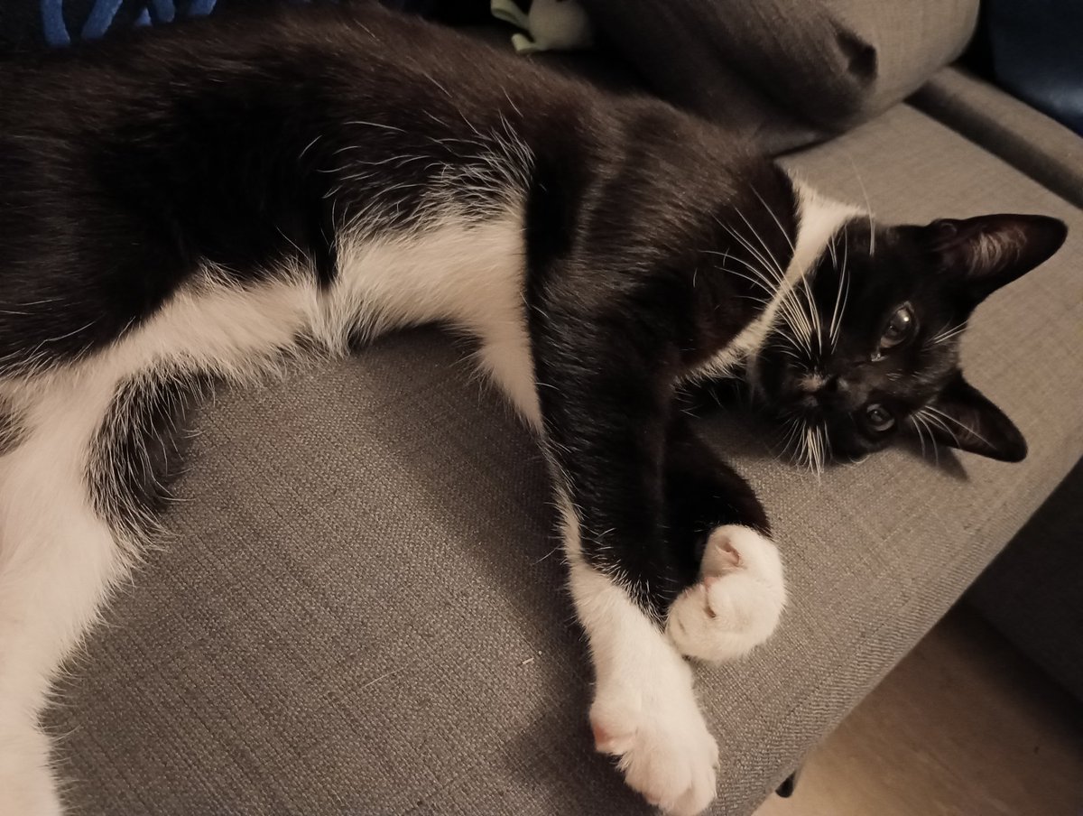 Frau Knopf (@FrauKnopf) / Posts / X, image size:1200x904