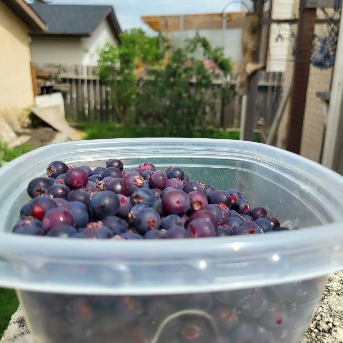 NinjaFerretArt's tweet photo. Our little saskatoon berry tree gives us SO MUCH!
THIS IS THE SECOND DISH I've harvested, and we've maybe cleared half the tree.
Guess who's making pie?!
#saskatoons #berrypie https://t.co/Ajy0j0YjUX