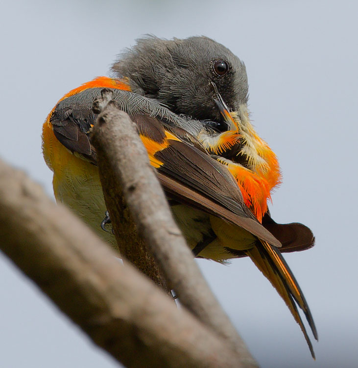 vafaned's tweet photo. #Birding in #Thailand, easy to rent a #golf cart and drive around the course to look for birds. Lucky to see the #gorgeous Small #Minivet #นกพญาไฟเล็ก on one of the #Bangkok courses.
#birds #birdwatching #naturephotography #TwitterNatureCommunity #birdphotography #ornithology https://t.co/Ag5srbX8Mf