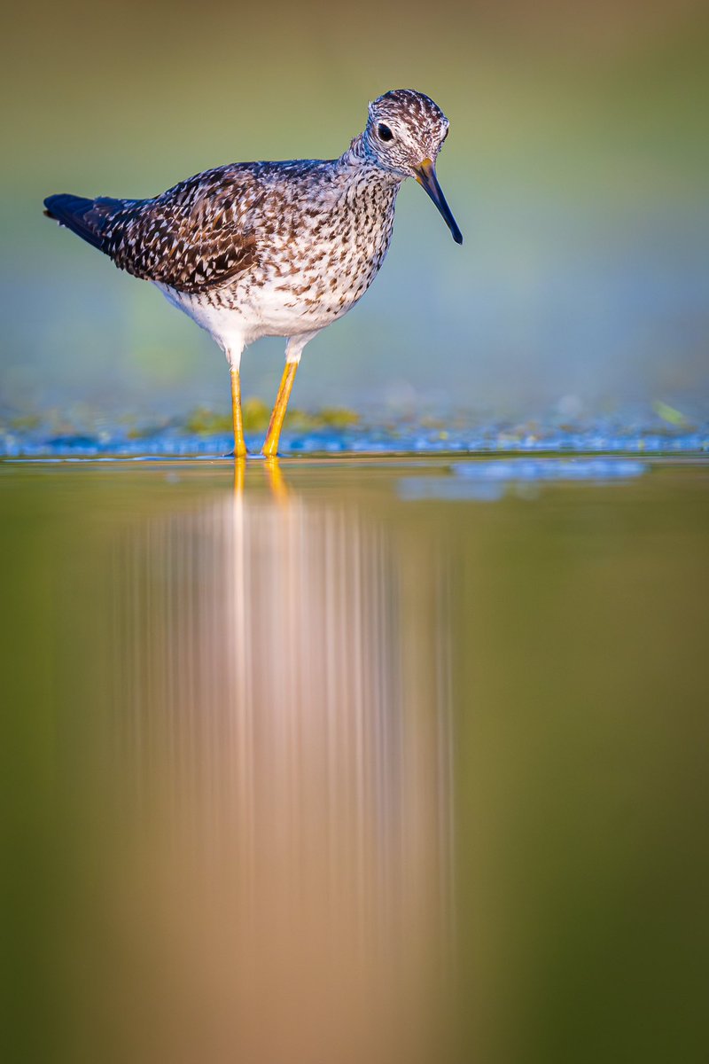 Ryan Shean tweet media