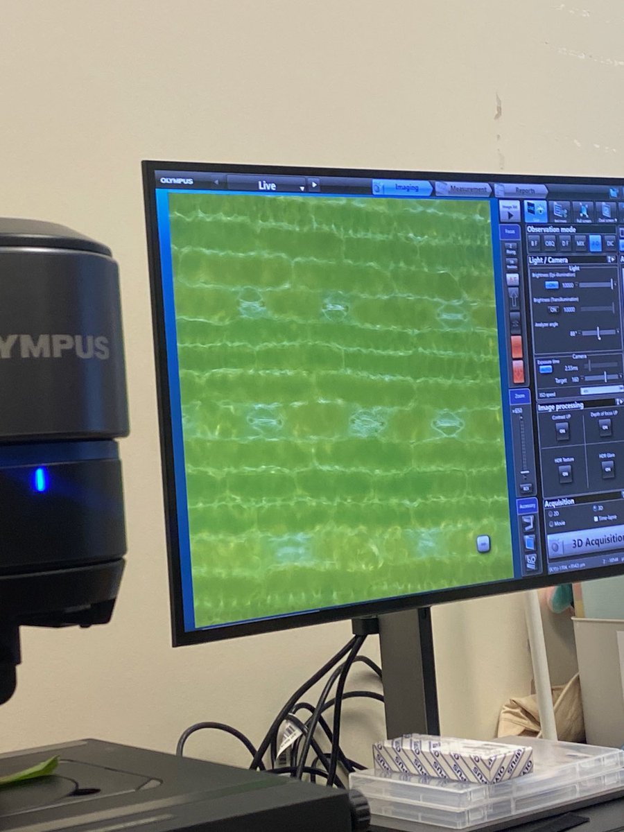 MaizeZynski Hawaii tweet media