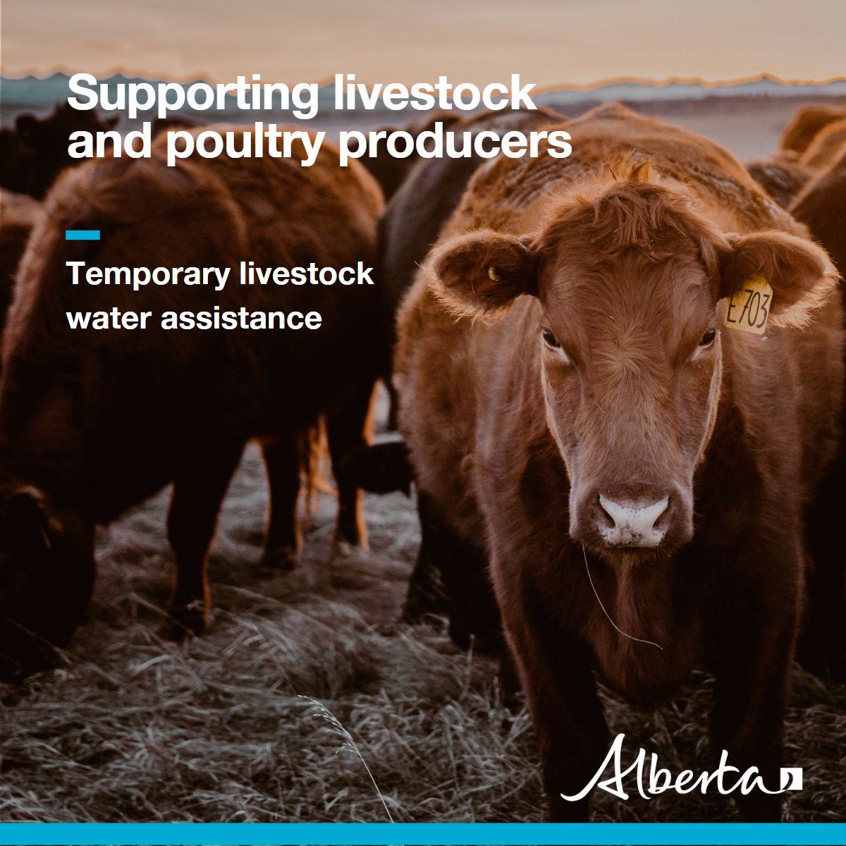 Livestock and poultry producers impacted by water shortage and drought conditions can receive streamlined temporary livestock water assistance. 

Learn more about how we can help producers with an urgent need for water for their animals: open.alberta.ca/publications/d…