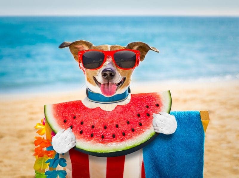 BarksnRecGTA's tweet photo. July Dog News at Barks n' Rec
Watermelon Pool Party, Save 10% Online &amp; More
https://t.co/WbbvvDCeSM
https://t.co/8decsQIp6T https://t.co/a9oxMEJo8J