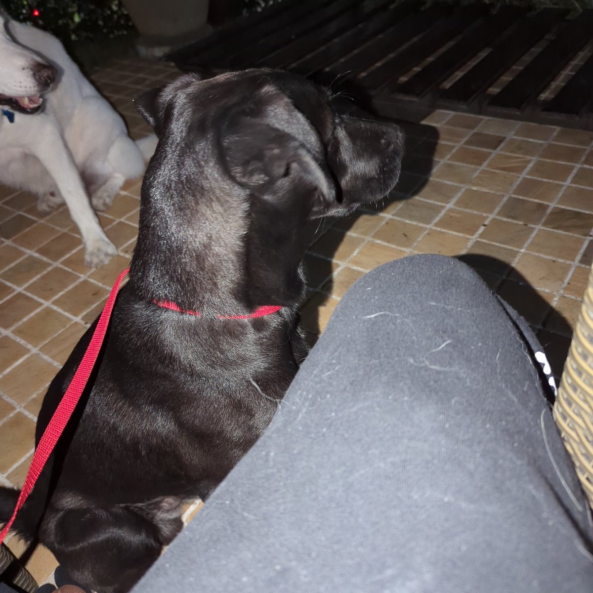 AndrePetridis's tweet photo. Encontramos esse carinha na Rua Tagipuru 11/07/23 as 18:00 , parece ter perdido o dono.
CACHORRO PERDIDO RUA TAGIPURU https://t.co/lKzoxOWenf