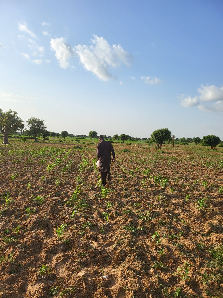 FARMING and the quest for Food Security in Nigeria 🇳🇬. 

Agricultural Sector remains number contributor to the country's GDP, the sector contributed 21.66% to overall GDP in real terms in Q1 2023. Despite this huge contribution, Nigeria relies on annual importation of about N1.9