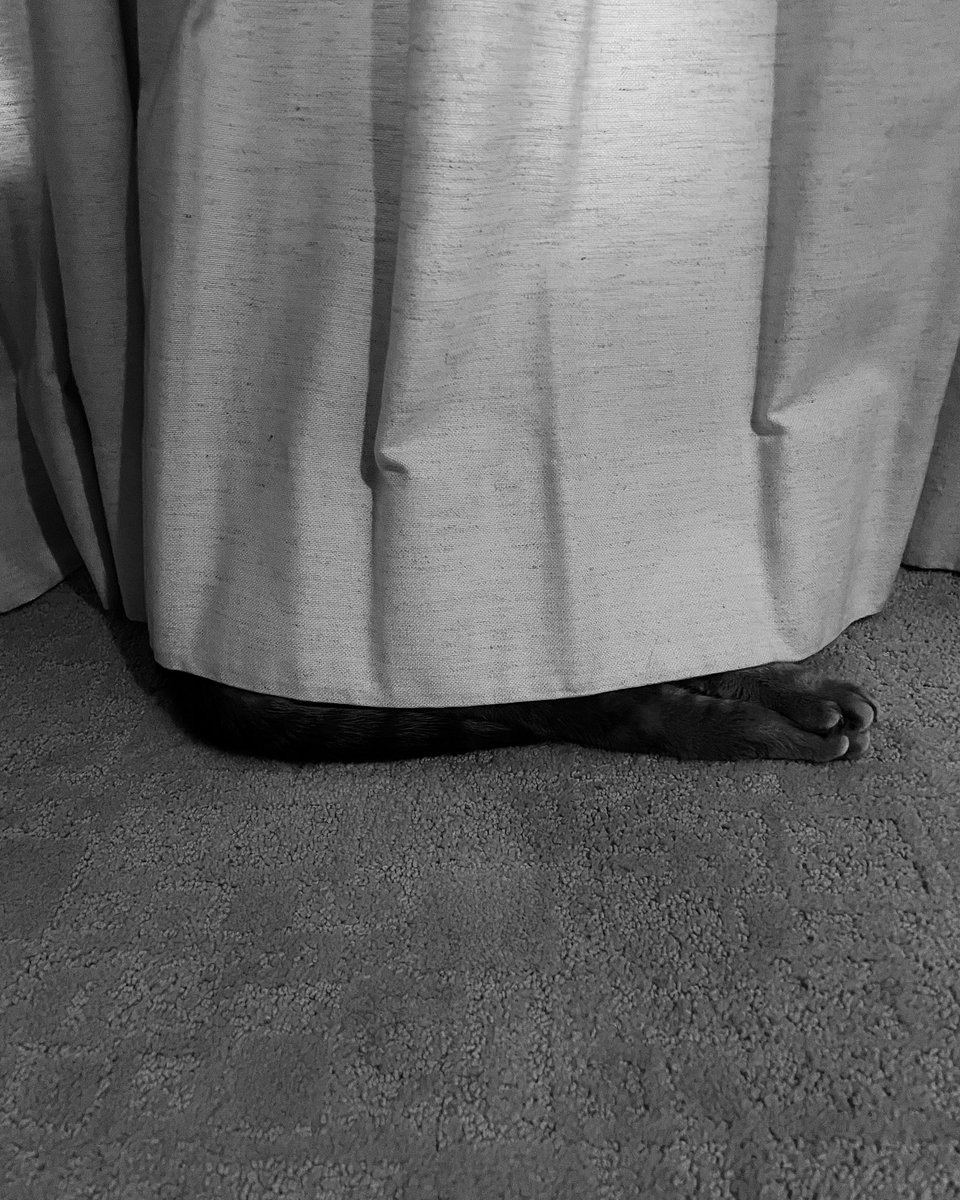 ClariceFox4's tweet photo. Stage 10: Points Deducted. Disaster. The judges were looking for total concealment. Legacy will learn from this defeat. He must rise up tomorrow. #conquerthecourse #tourdecouch2023 #golegacy https://t.co/pfwcXjzHJJ