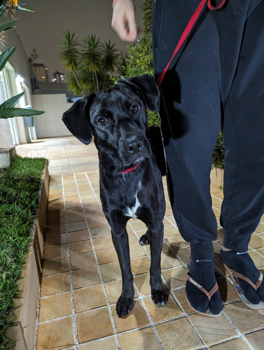 AndrePetridis's tweet photo. Encontramos esse carinha na Rua Tagipuru 11/07/23 as 18:00 , parece ter perdido o dono.
CACHORRO PERDIDO RUA TAGIPURU https://t.co/lKzoxOWenf