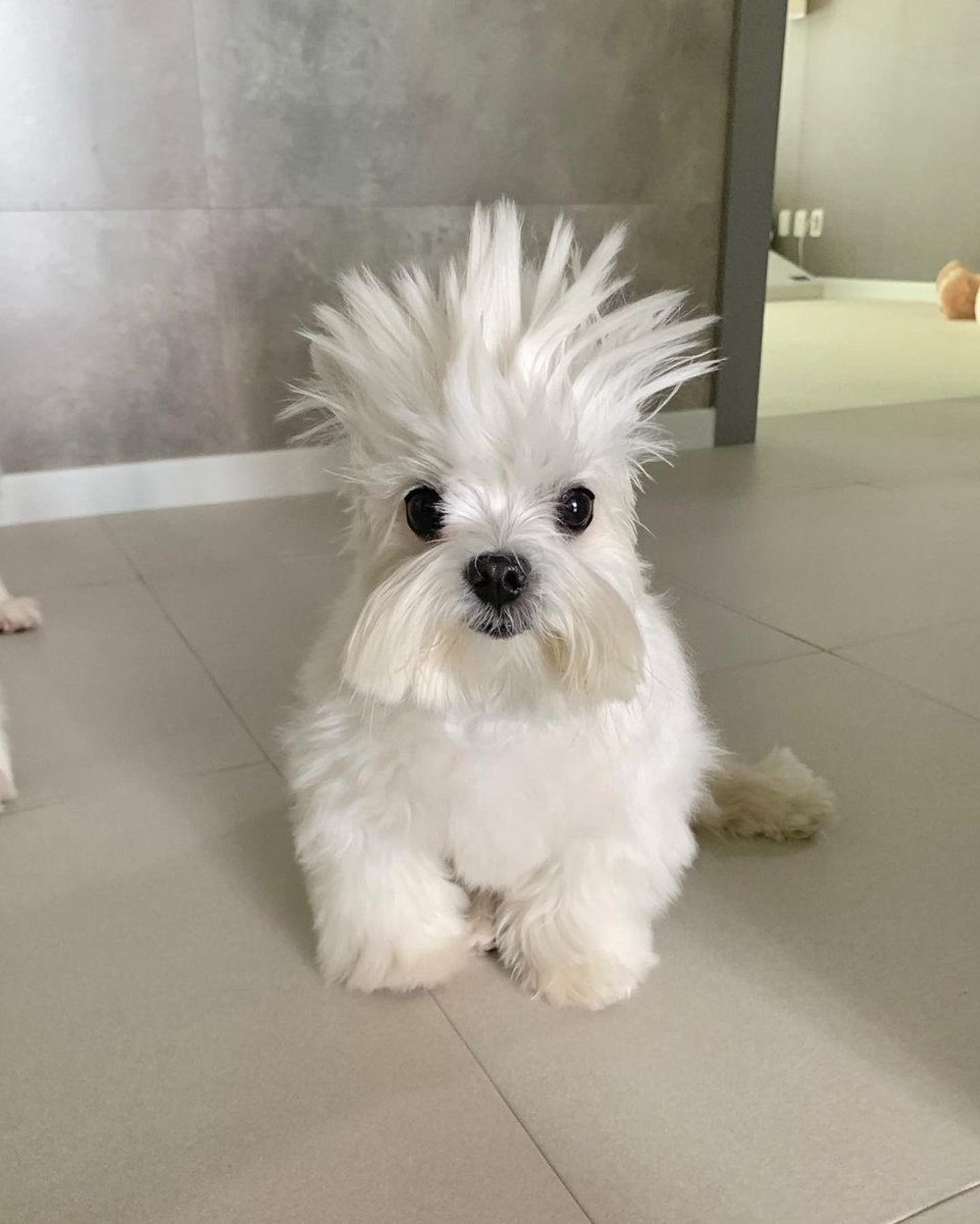 We only rate dogs. This is a Coastal Cutie Pie Cockatoo. Their crest is fabulous, but please only send dogs. Thank you... 12/10