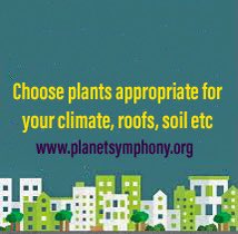 Please start planting today and share pics of your new or already existing green roofs and lands here or Hashtag #PlanetSymphony in your SM posts

#globalwarming #environment #environmental #ClimateActionNow  #ClimateAction #ClimateCrisis