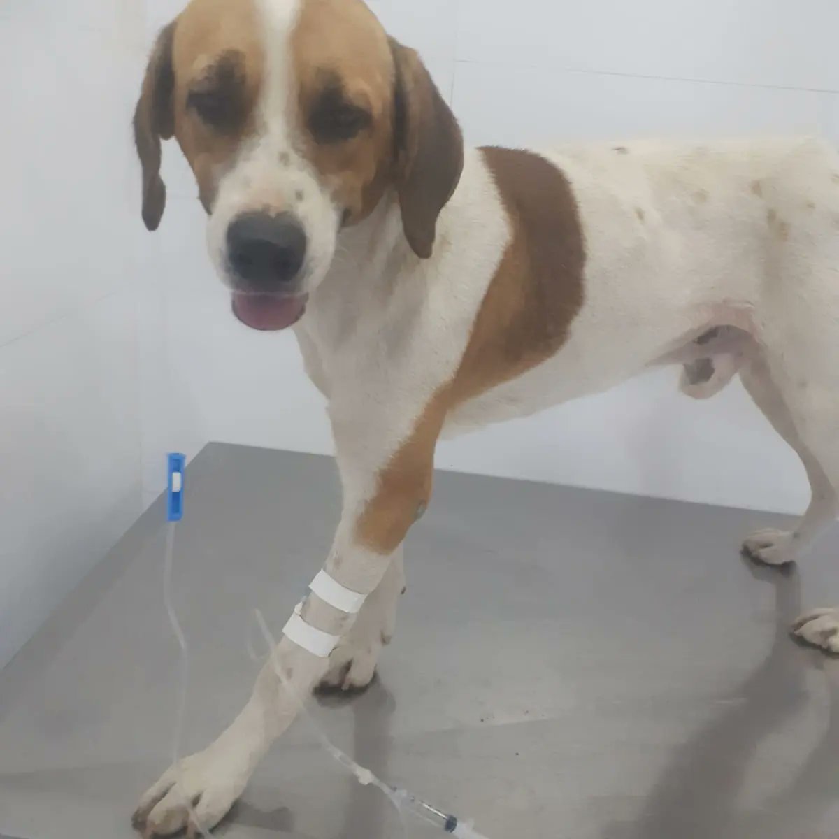 amigosdosonso's tweet photo. 🚨 PEDIDO DE AJUDA 

Chorão do Carandiru  foi a clínica fazer a segunda sessão da quimioterapia dele, ele está com TVT (Tumor Venéreo Transmissível) .

Cada sessão de quimioterapia custa R$ 70,00, toda semana ele precisa ir a clínica até o tumor desaparecer. (+) https://t.co/bjCxeIrZqZ