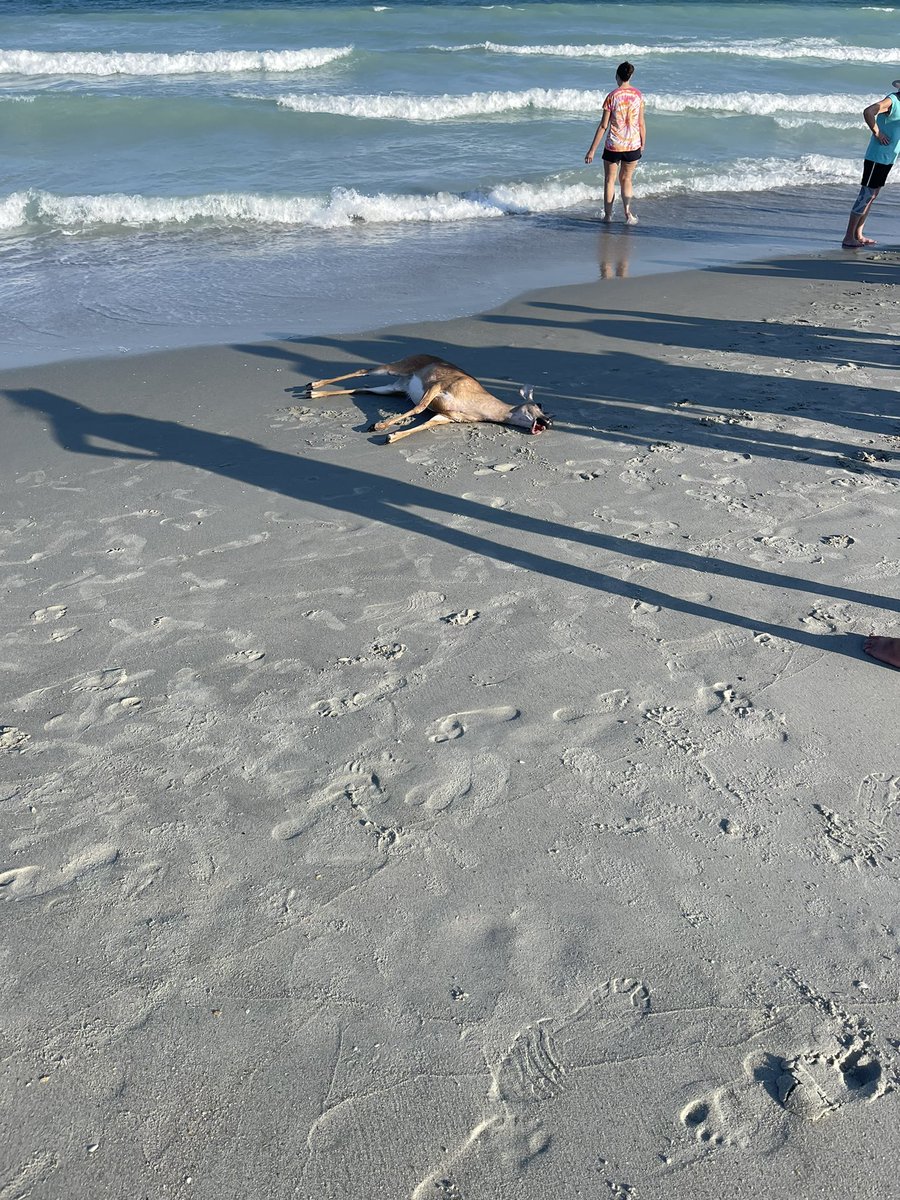 Sad sight but also crazy… a dead deer washed up on the beach of Surfside Beach SC

<a href="/wpdeabc15/">WPDE ABC15</a> <a href="/EdPiotrowski/">Ed Piotrowski</a>