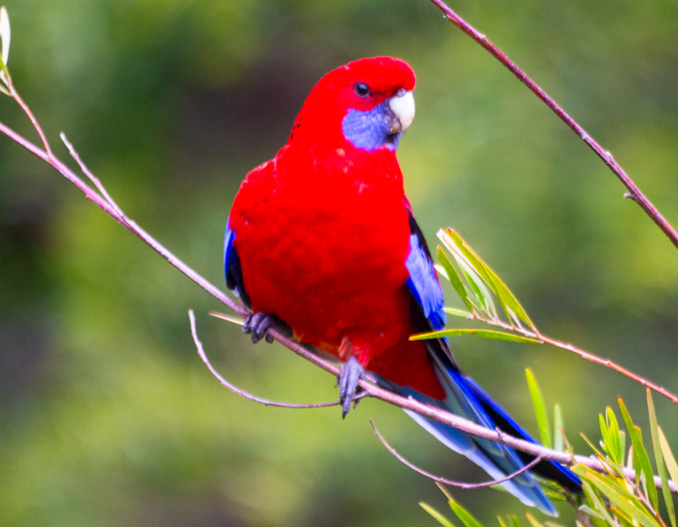 fred_od_photo's tweet photo. Some of the birds that join me for breakfast each day.
Crimson Rosella (Platycercus elegans)
Satin Bowerbird (Ptilonorhynchus violaceus)
Common Blackbird (Turdus merula)
Little Raven (Corvus mellori)
#FirstSeen #birds #birdwatching @DivineDropbear https://t.co/6Yms9UDdG2