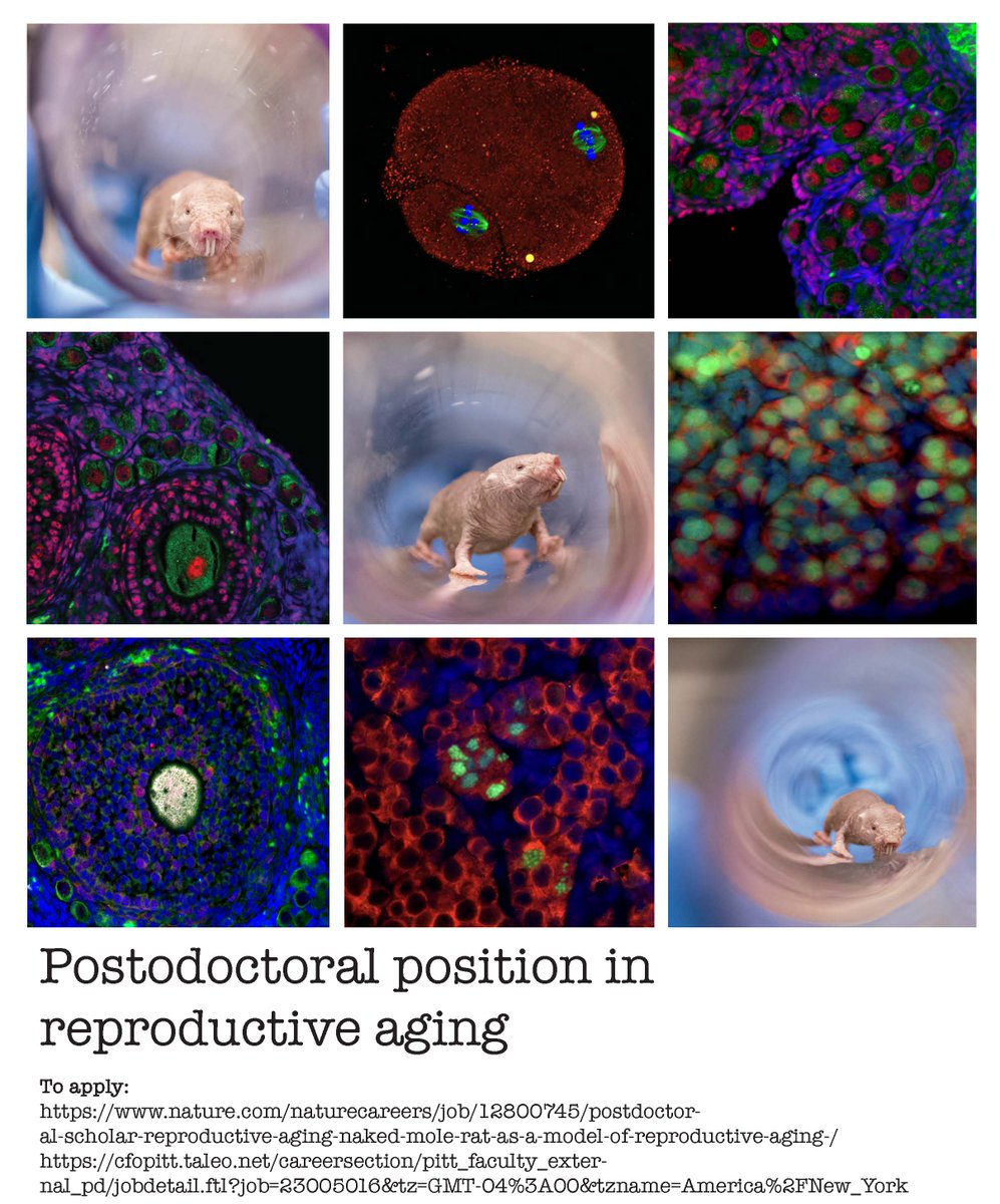 Brieño-Enriquez lab (@brienoangel) on Twitter photo The Brieno-Enriquez lab is seeking a motivated postdoc interested in exploring the naked mole-rat as a model for reproductive aging. Recent work from the lab has been published in Nature Comms and featured in NatGeo!
nationalgeographic.com/animals/articl…
To apply: nature.com/naturecareers/… The Brieno-Enriquez lab is seeking a motivated postdoc interested in exploring the naked mole-rat as a model for reproductive aging. Recent work from the lab has been published in Nature Comms and featured in NatGeo!
nationalgeographic.com/animals/articl…
To apply: nature.com/naturecareers/…