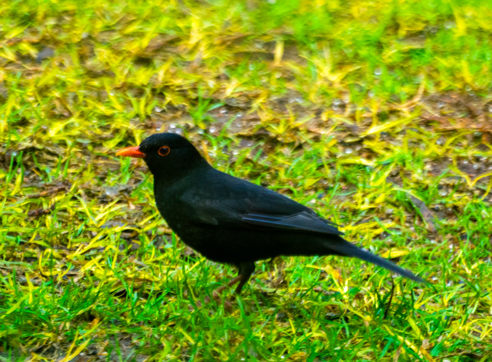fred_od_photo's tweet photo. Some of the birds that join me for breakfast each day.
Crimson Rosella (Platycercus elegans)
Satin Bowerbird (Ptilonorhynchus violaceus)
Common Blackbird (Turdus merula)
Little Raven (Corvus mellori)
#FirstSeen #birds #birdwatching @DivineDropbear https://t.co/6Yms9UDdG2