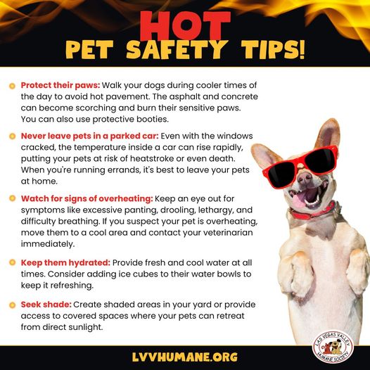 LVVHumane's tweet photo. With scorching temps ahead, it's crucial to keep our furry friends safe from the summer heat! ☀️🥵

Remember to walk your dogs during cooler times of the day to avoid 🔥 pavement &amp; never leave pets in a parked 🚗!

#LasVegasHeat #PetSafety #KeepPetsCool #ProtectTheirPaws #LVVHS https://t.co/Jlb5gF6wty