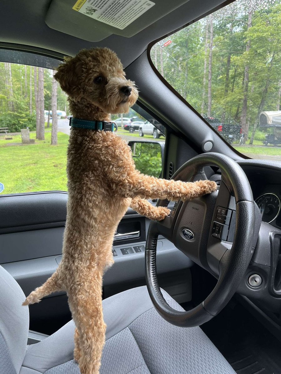 TheRealChileDog's tweet photo. When you run out of delicious doggo treats. https://t.co/kflmCdUAiF