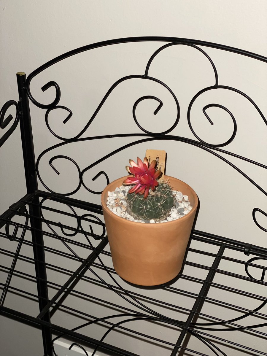 SNewEDU's tweet photo. My summer love 💕 🌵 I’m going to talk about her to my students on day 1! https://t.co/09c1a1R9ou