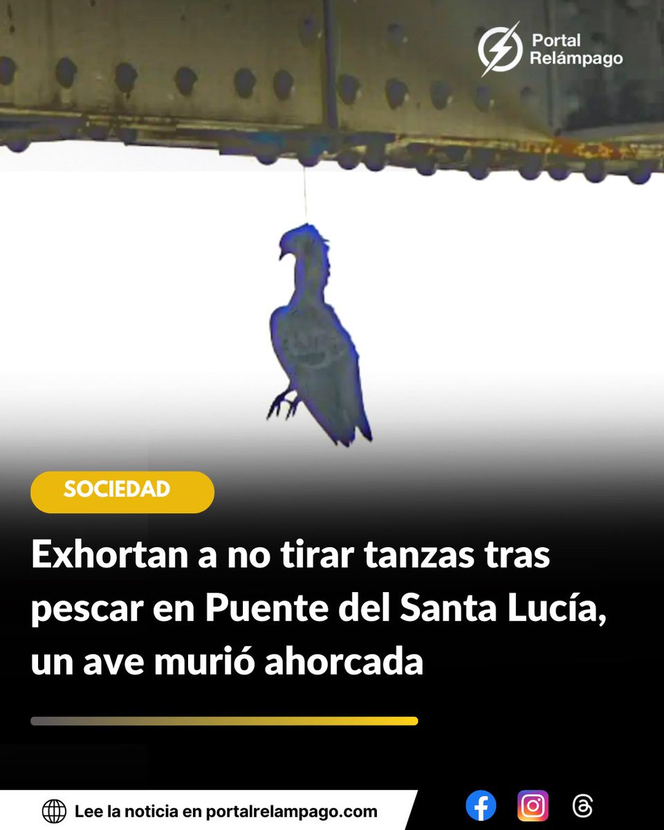 RelampagoPortal's tweet photo. #Sociedad 🎣🐦 | ‘El problema de ir a pescar y dejar tanzas tirada en cualquier lugar, esta desafortunada paloma se la cruza al salir de su nido debajo del puente’ escribió el fotógrafo @foto_mauri en Instagram, quien compartió la imagen. https://t.co/ktS1Dg9Bs9
