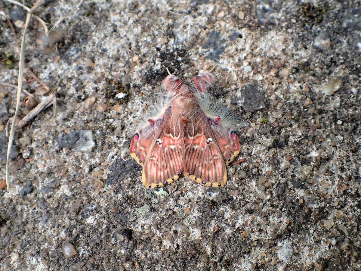 A few more moths from the Reserva Biologia Uniao, Brazil, last night. @hullbams @james_gilbert