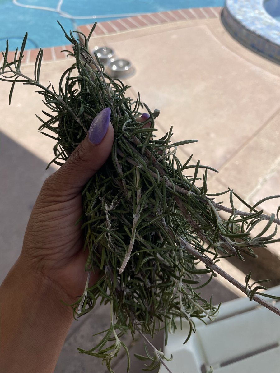 Let’s explore the benefits of Rosemary. Not just a culinary delight, Rosemary is known for its potential cognitive boosting properties. Rosemary Tea is also excellent for inflammation. What's your favorite way to use this herb? #HerbalTuesday #RosemaryBenefits"